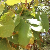 Fernandoa adenophylla (Wall. ex G.Don) Steenis